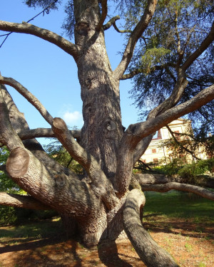 Foto Cedro di Villa Simonetti