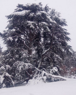 Foto Cedro di Villa Simonetti