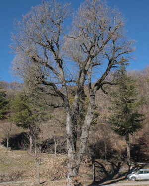 Foto Quercia dei Brioli