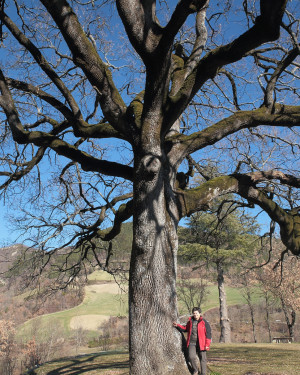 Foto Quercia di Vessa Camposavino