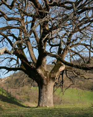 Foto Quercia di Pancisi