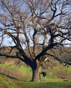 Foto Quercia di Pancisi