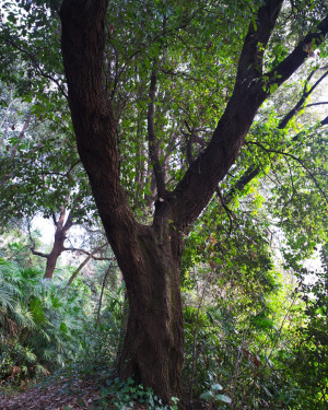 Foto Lecci di Villa del Serraglio