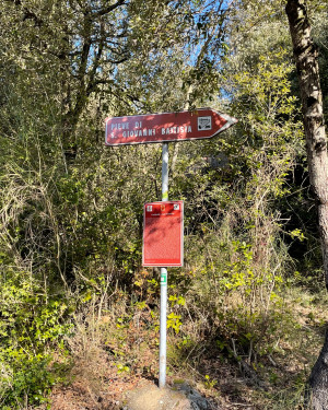 Foto Quercia della Pieve