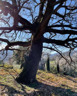 Foto Quercia della Pieve