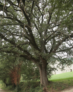 Foto Quercia del Casone, Ca' Tassinara