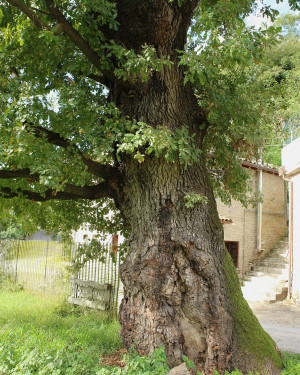 Foto Quercia dell'ex Macello