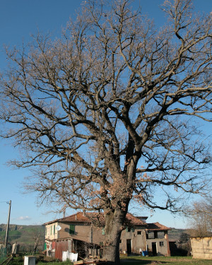 Foto Quercia dell'Albonello