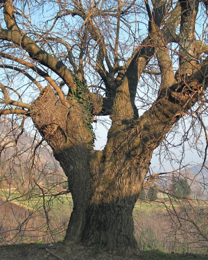 Foto Gelso di Ca' Monte