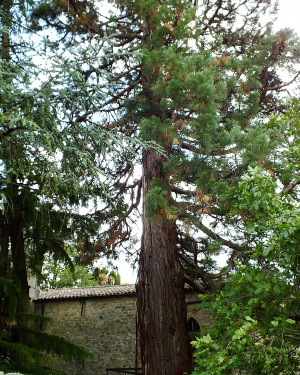 Foto Sequoia gigante di Cannetole