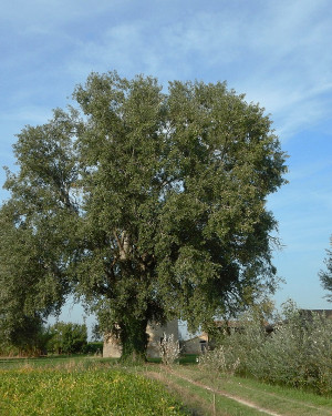 Foto Pioppo del Podere Guazzina