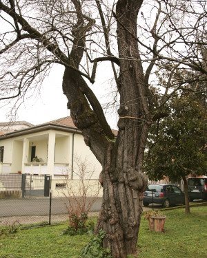 Foto Mandorlo secolare della Filanda