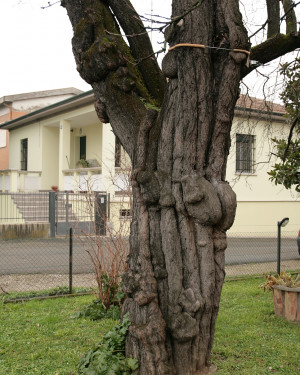 Foto Mandorlo secolare della Filanda