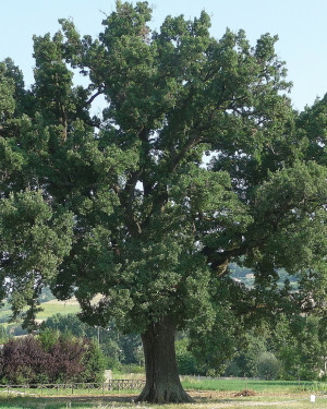 Foto Quercia del Passo di Treia