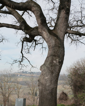 Foto Quercia di Serra