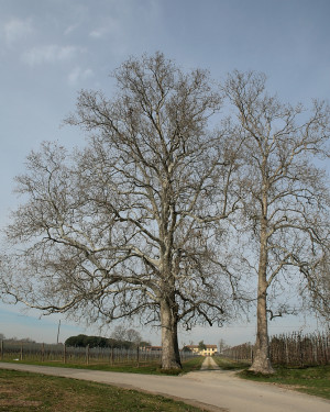 Foto Platano di Palazzè N. 2