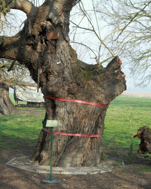 Foto Gelso di Mezzano