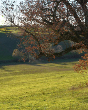 Foto Quercia di Riccagioia