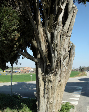 Foto Cipresso di Ladino