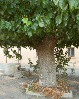 Foto Gelso della Chiesa di Magliano