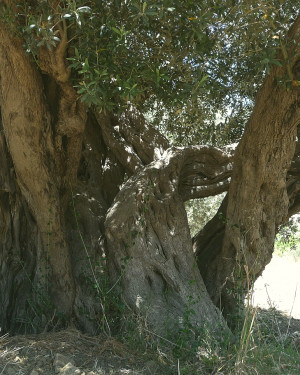 Foto Olivi Villaggio Mosè via Pascal