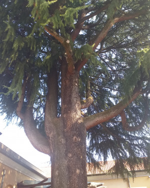 Foto Cedro dell'Himalaya