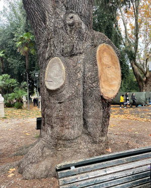 Foto Cedro del Pincio