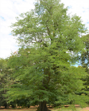 Foto Gleditsia della Fondazione Magnani Rocca