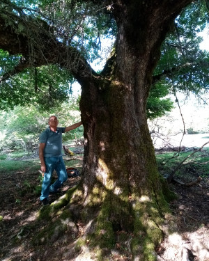 Foto Acero campestre di Grappidà