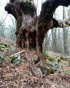 Foto Acero di "Vannuni Funnu"