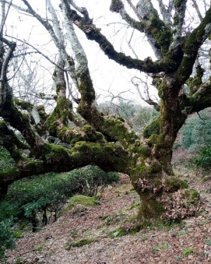 Foto Acero di monte di Contrada Cerasa 2