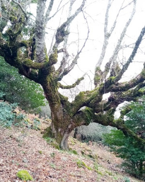 Foto Acero di monte di Contrada Cerasa 2