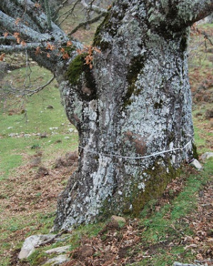 Foto Cerro grosso di Contrada Fontana Rosa