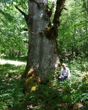 Foto Rovere di Bosco Moglia 2