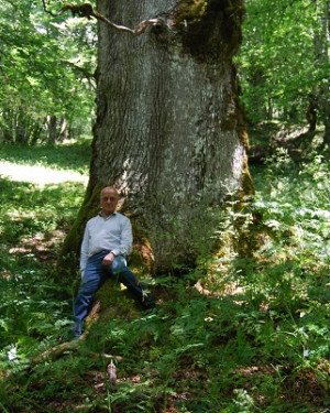 Foto Rovere di Bosco Moglia 2