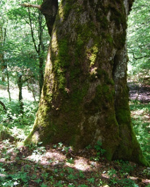 Foto Rovere di Bosco Moglia 2