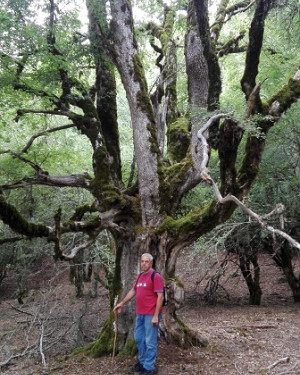 Foto Acero a candelabro di Bosco Moglia