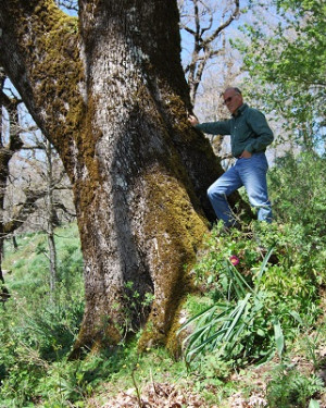 Foto Quercia di Malabotta 5