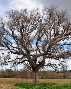 Foto Quercia delle Piane di Morro