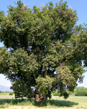 Foto Quercia delle Piane di Morro