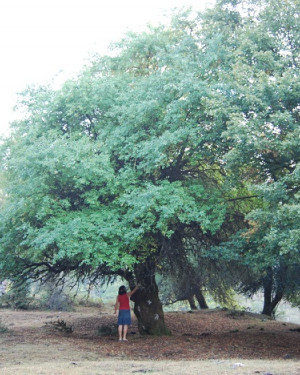 Foto Melo di Crescimanno di Piano Menta N°3