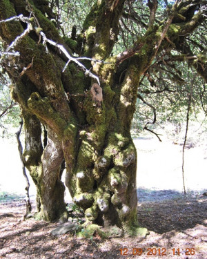 Foto Melo di Crescimanno di Piano Menta N°4