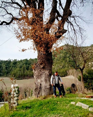 Foto Quercia dei Vannicola