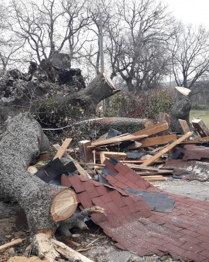 Foto La Quercia delle Streghe