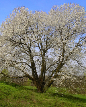 Foto Il Magico Ciliegio