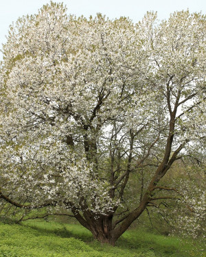 Foto Il Magico Ciliegio