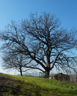 Foto Quercia dei Sabbioni