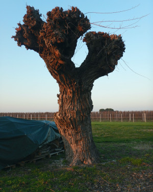 Foto Gelso di via Case Bianche