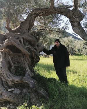 Foto Olivo di Contrada Sitaloro