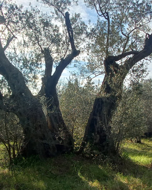 Foto Olivone di Montebenichi